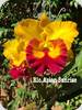 Rlc. Asian Sunrise